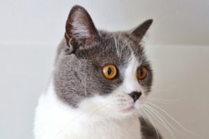 リモート営業あれこれ