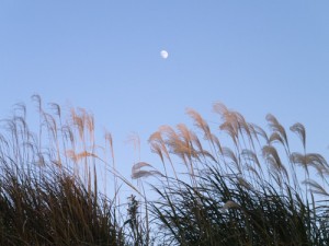 十三夜イメージ