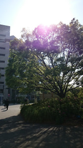 随分と陽が高くなりました。