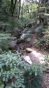 ほとんど手付かずの神宮の森