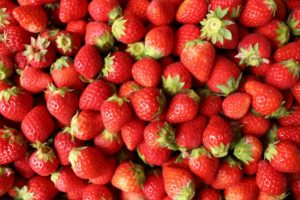 イチゴの収穫(6月)