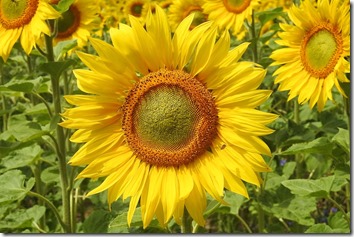 sunflower-1497360_960_720